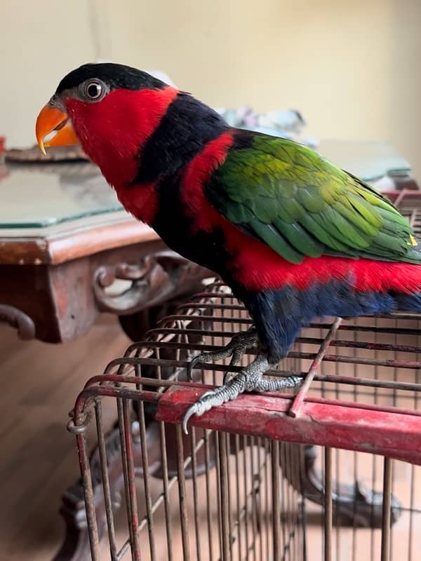 Parrot Talking Tamed Free Fly 11