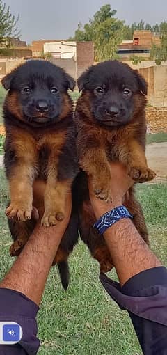 German shepherd puppies  / german shepherd / dog / 03111931627