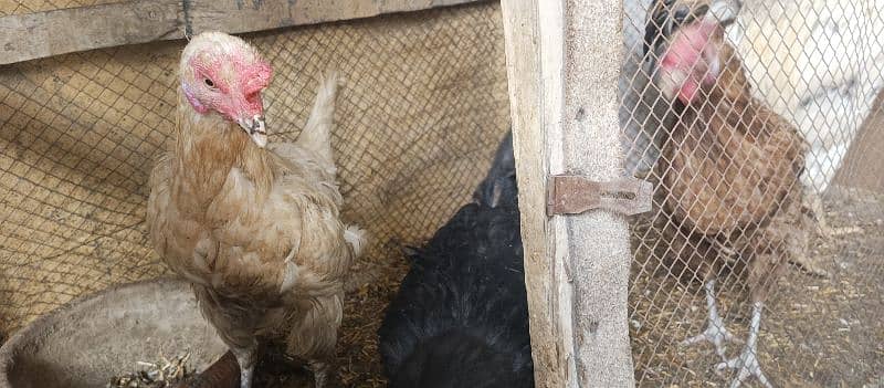 hens for sale with cage 2