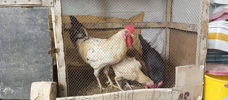 hens for sale with cage 3