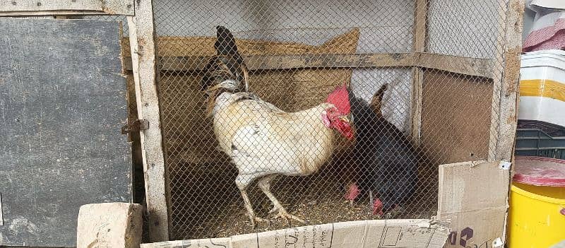 hens for sale with cage 4