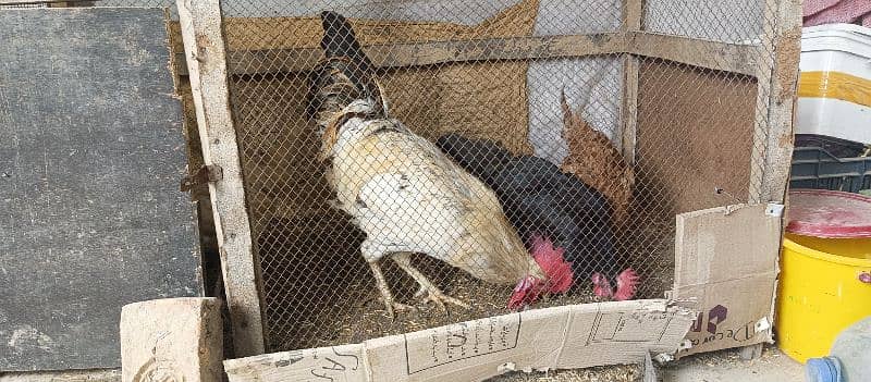 hens for sale with cage 5