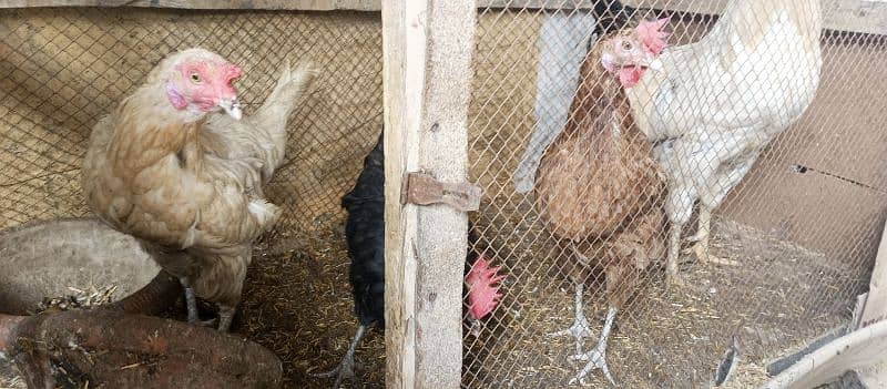 hens for sale with cage 6