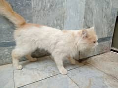 cat male