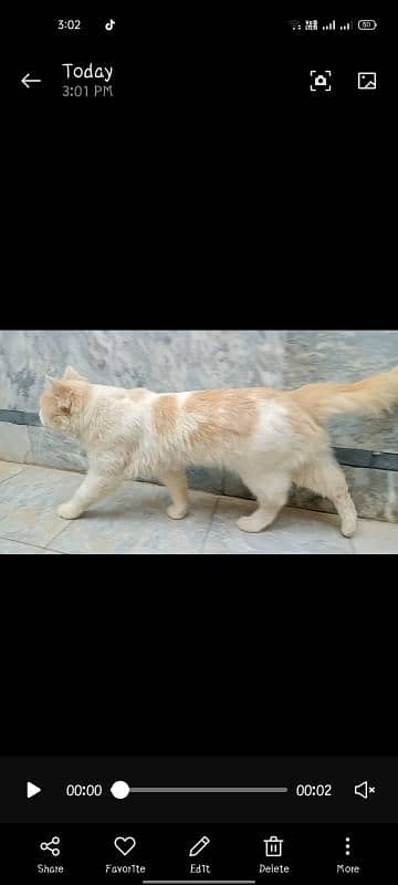 cat male 2