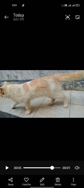 cat male 3