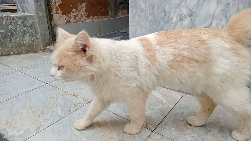 cat male 4