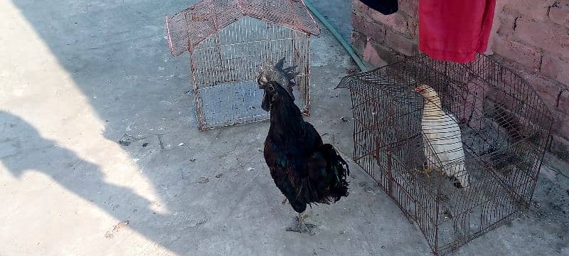 ayam cemani 0