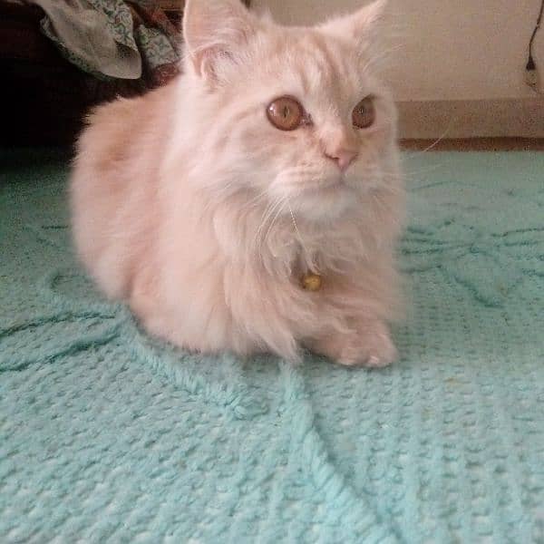 Persian Cat 0