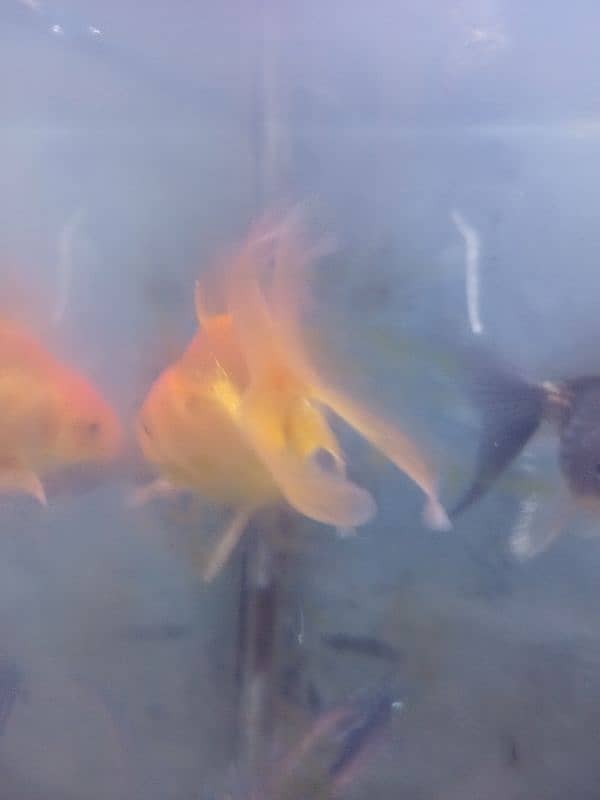 gold fish shabunkin, blue line shark and carb, mollies, guppies platty 11