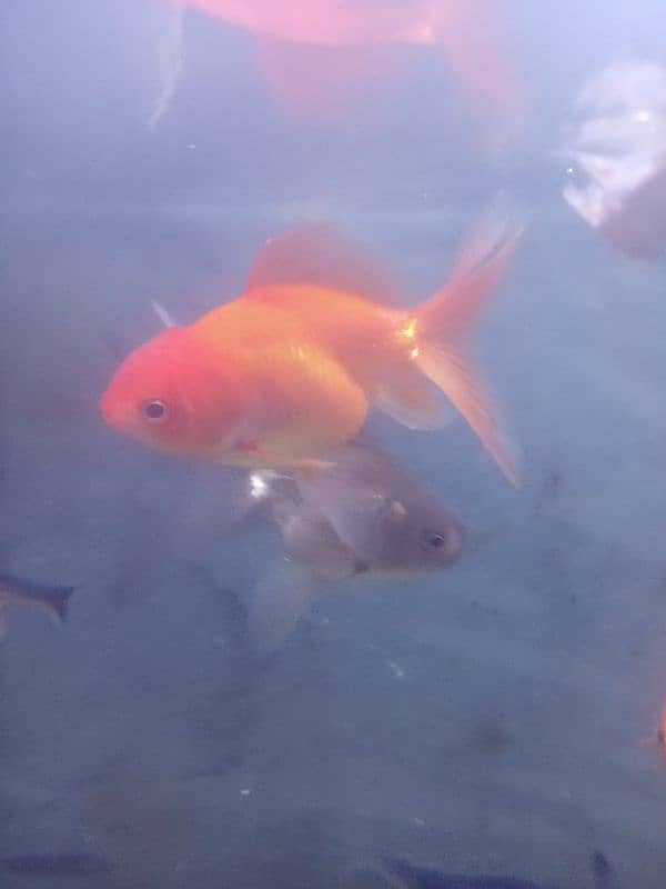 gold fish shabunkin, blue line shark and carb, mollies, guppies platty 12