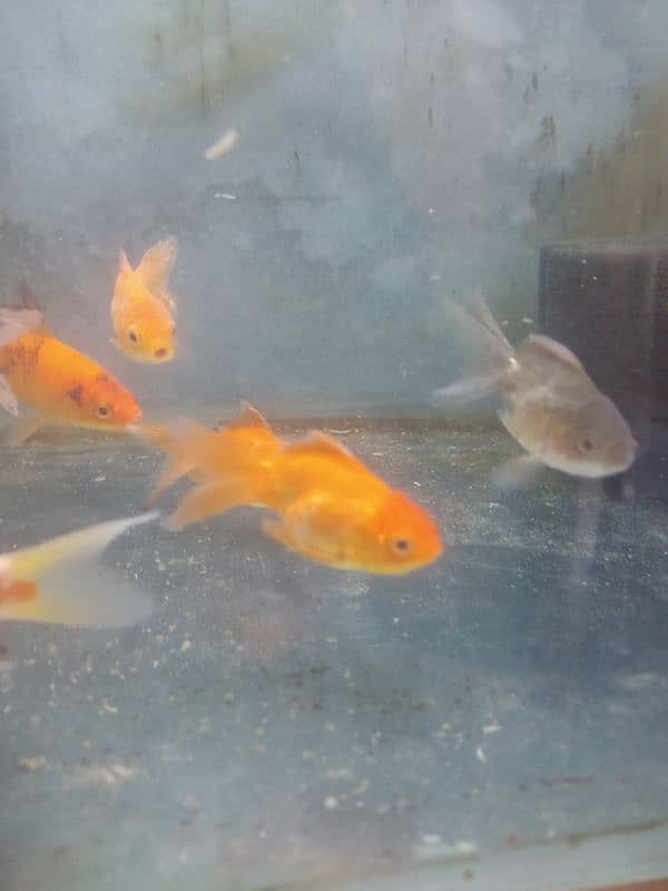 gold fish shabunkin, blue line shark and carb, mollies, guppies platty 13