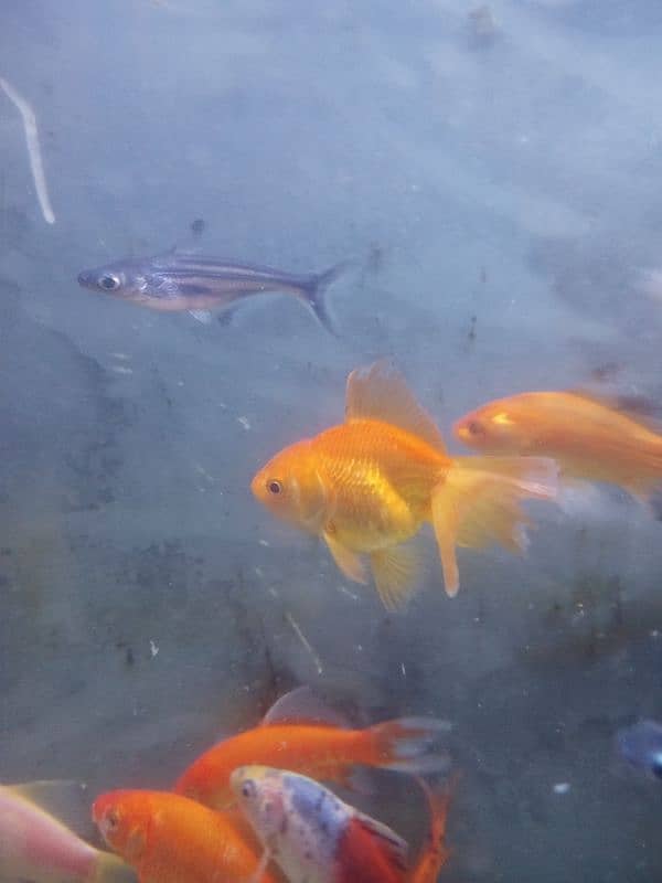 gold fish shabunkin, blue line shark and carb, mollies, guppies platty 15