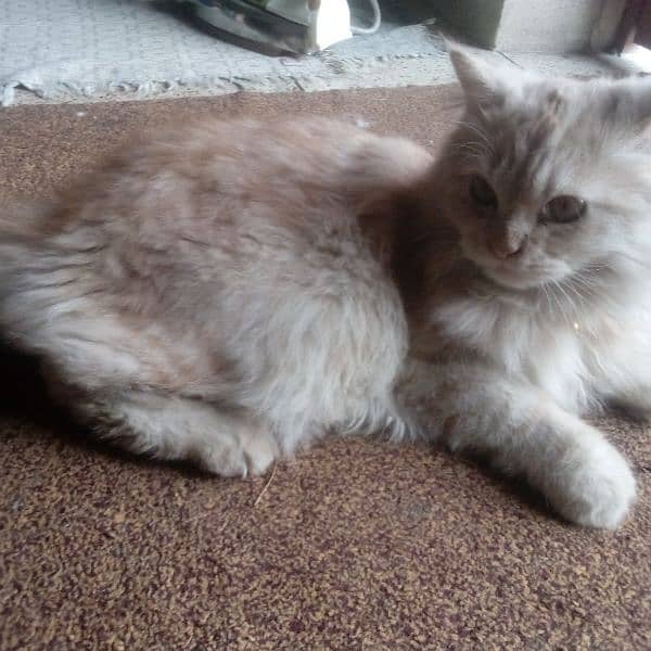 Persian Cat 4