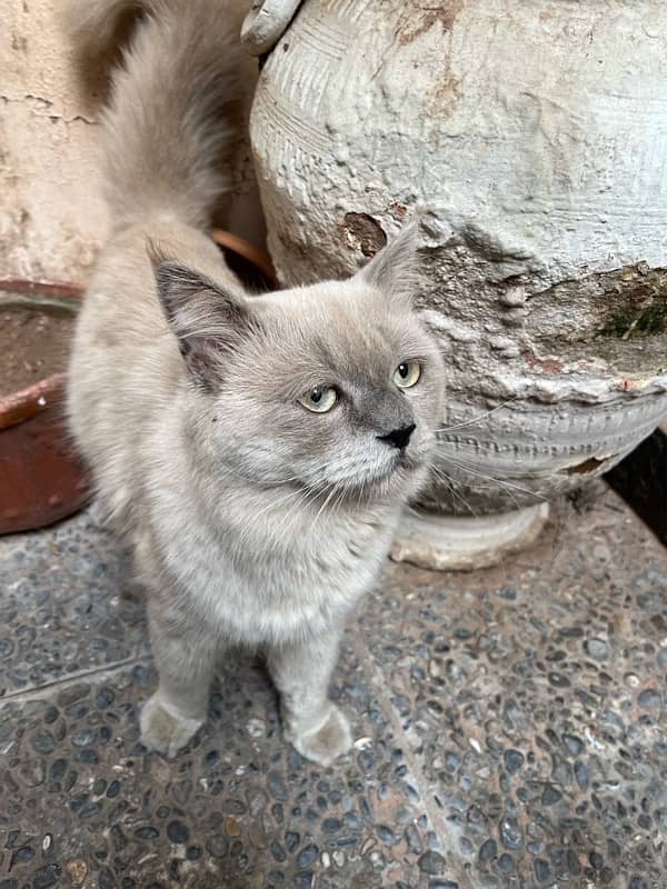 persian german male imported cale for urgent sale 3