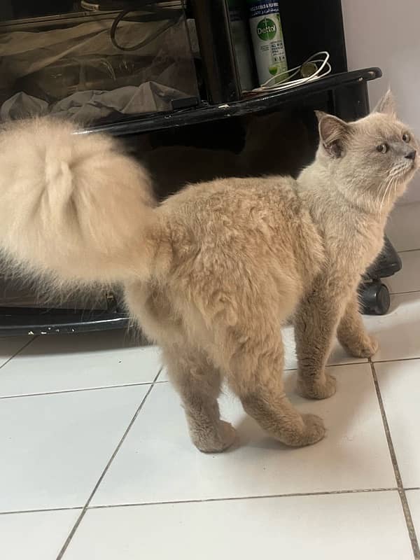 persian german male imported cale for urgent sale 7