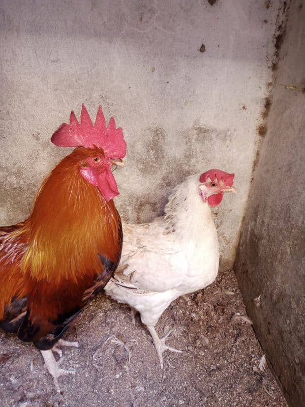 desi murgha murghi pair eggs lying 03240045535 0