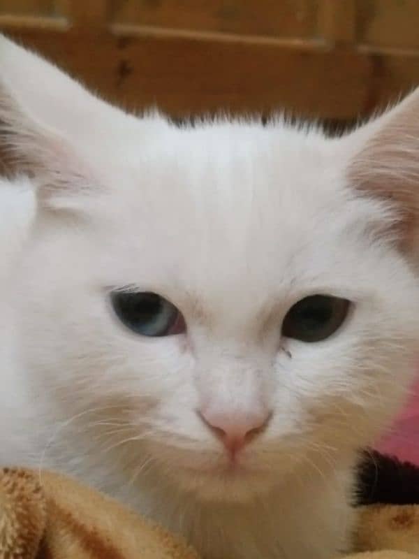 Persian cat yaun 0