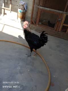 Australorp male exchange with female