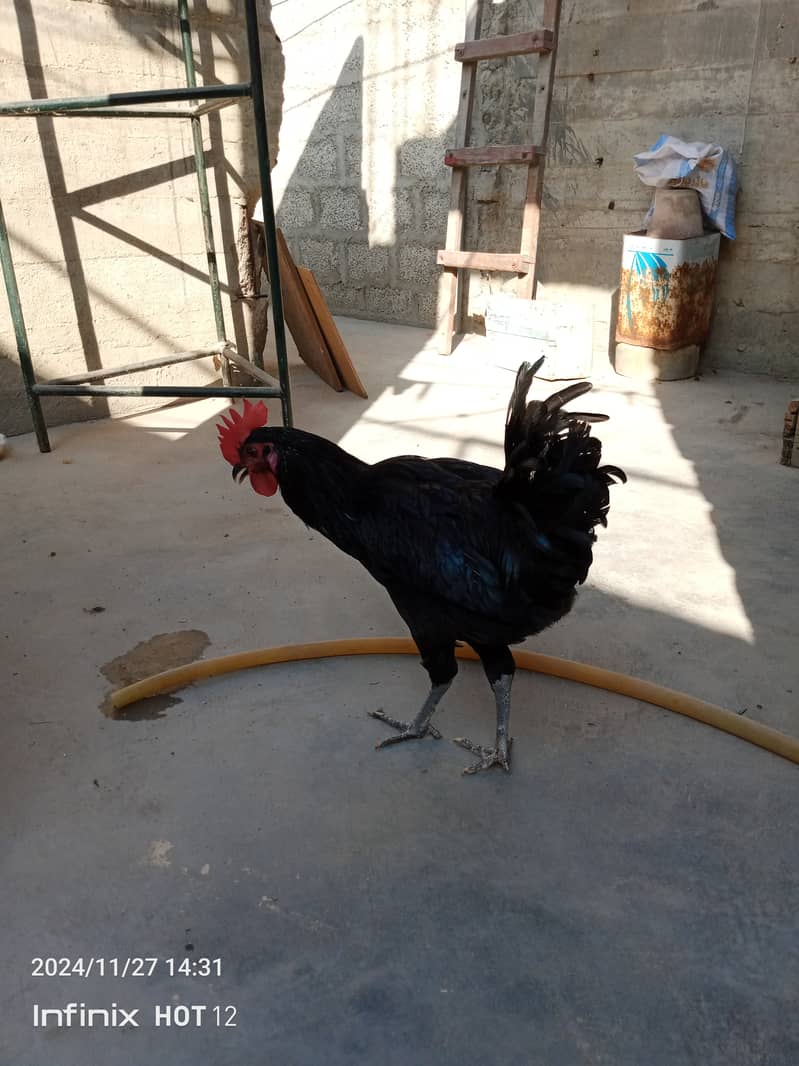 Australorp male exchange with female 1