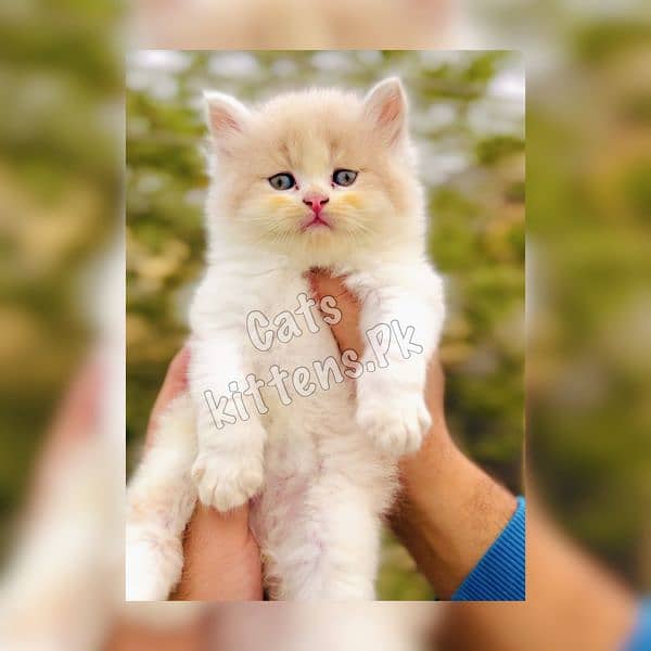 High Quality Kitten Pure Persian Available 1