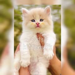 High Quality Kitten Pure Persian Available