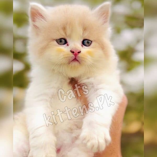 High Quality Kitten Pure Persian Available 2