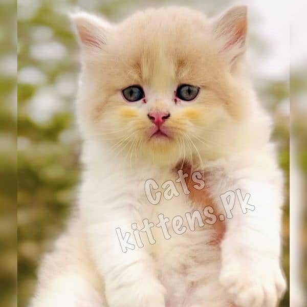 High Quality Kitten Pure Persian Available 3