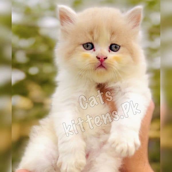 High Quality Kitten Pure Persian Available 4