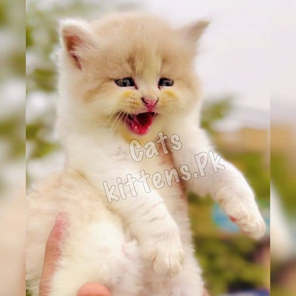 High Quality Kitten Pure Persian Available 5