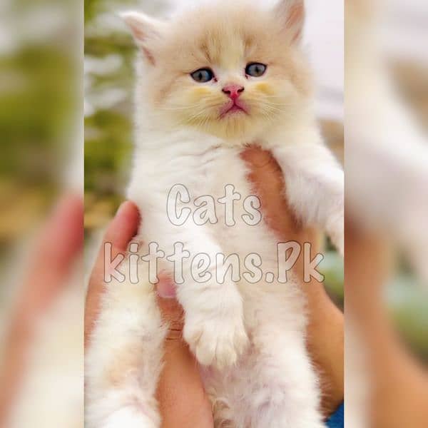 High Quality Kitten Pure Persian Available 6