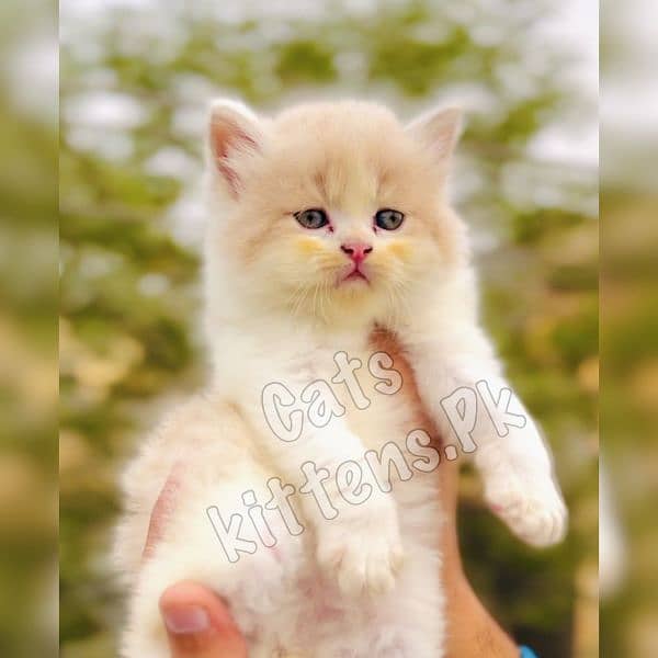 High Quality Kitten Pure Persian Available 7