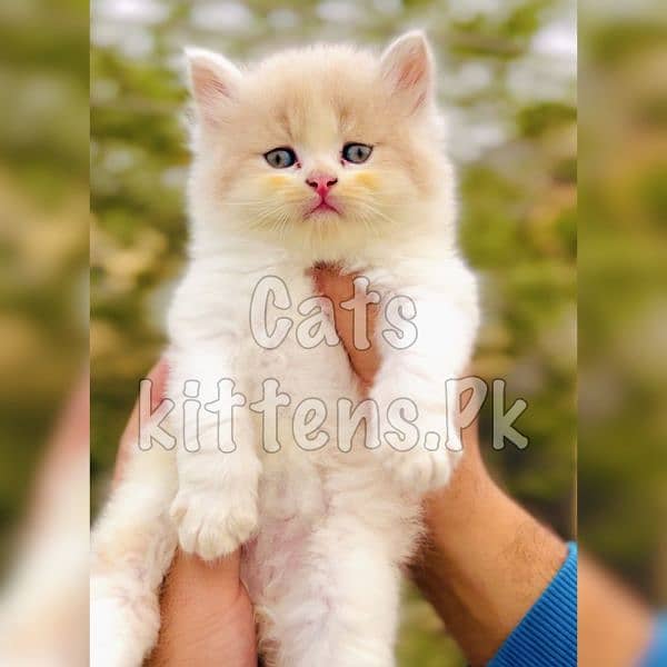 High Quality Kitten Pure Persian Available 8