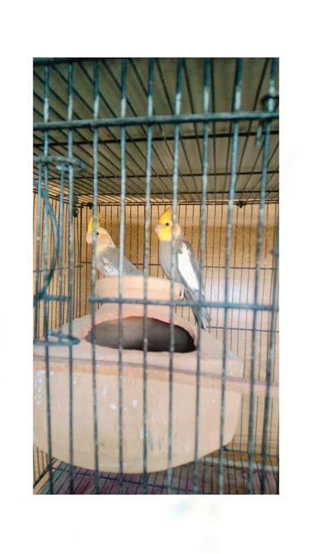 cocktail breeder pair geray male parls femal 0