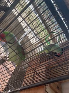 raw green talkative tammed pair for sell for breeding purpose too