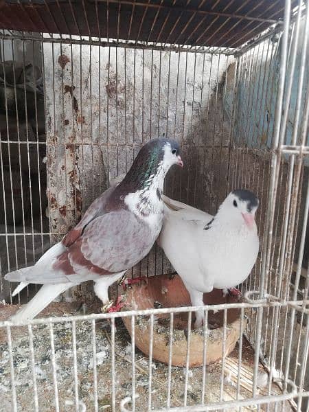 sherazi pair available for sell 0