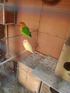 Lovebird And lateno Parsnata pair for sale