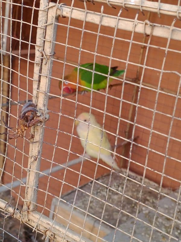 Lovebird And lateno Parsnata pair for sale 1