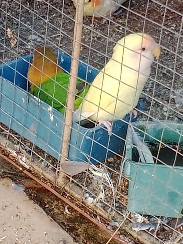 Lovebird And lateno Parsnata pair for sale 2