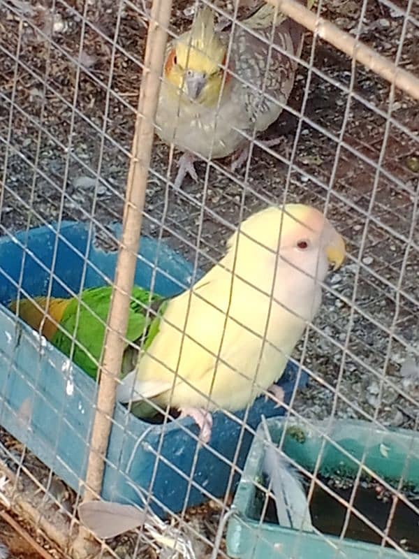 Lovebird And lateno Parsnata pair for sale 3