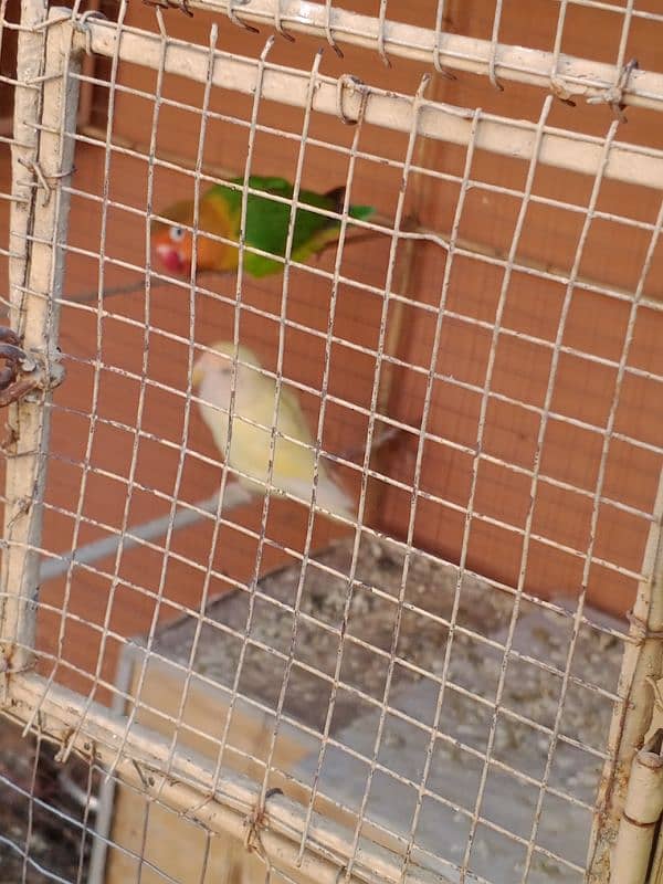 Lovebird And lateno Parsnata pair for sale 4