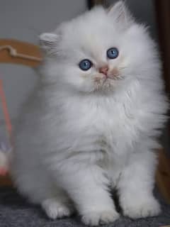 high quality kitten|Punch face Kittens|persian cat|cute|tripple|fluffy