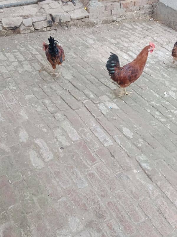 Hens for sale 2