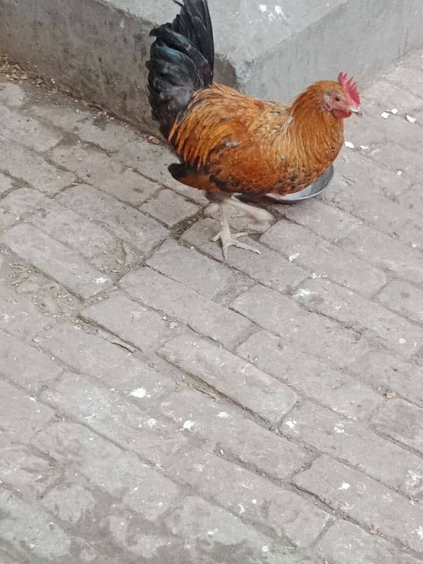 Hens for sale 3