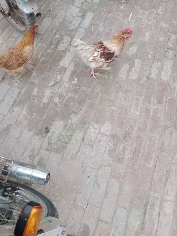 Hens for sale 5