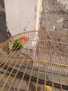 love bird  fore sale 2 male bird03116622756