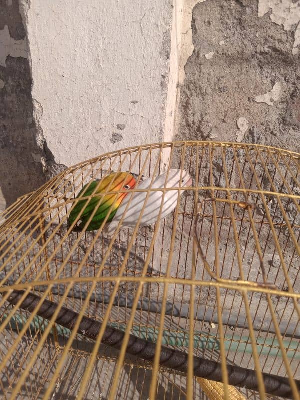 love bird  fore sale 2 male bird03116622756 1