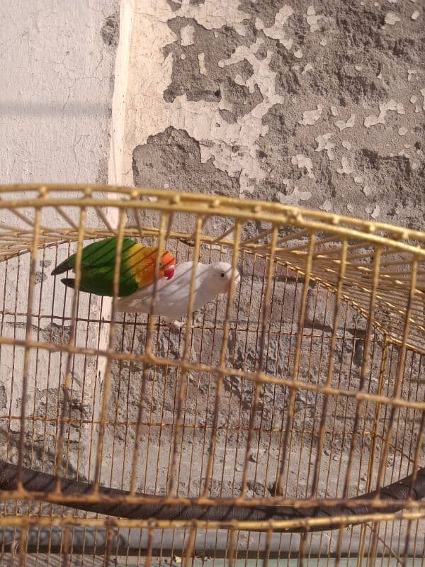 love bird  fore sale 2 male bird03116622756 2