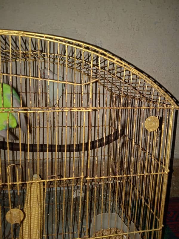 love bird  fore sale 2 male bird03116622756 3