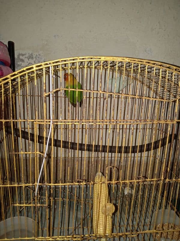 love bird  fore sale 2 male bird03116622756 4